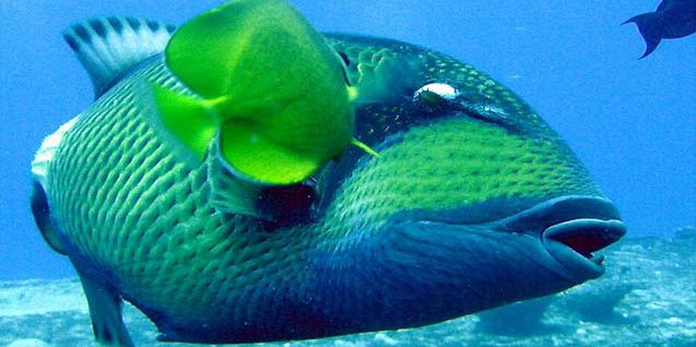 10 mauritius fish